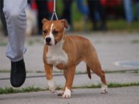 Staffordshire Bull Terrier