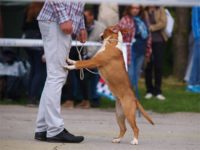 Staffordshire Bull Terrier