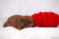 Staffordshire bull terrier - Vrh E