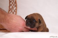 Staffordshire bull terrier - Vrh E