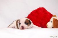 Staffordshire bull terrier - Vrh E