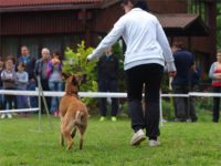 Staffordshire Bull Terrier