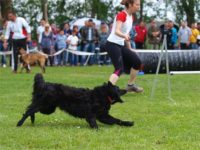 Staffordshire Bull Terrier