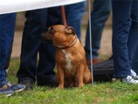 Staffordshire Bull Terrier