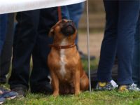 Staffordshire Bull Terrier