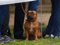 Staffordshire Bull Terrier