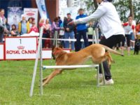 Staffordshire Bull Terrier