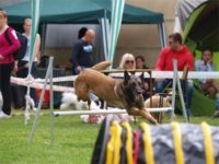 Staffordshire Bull Terrier