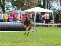 Staffordshire Bull Terrier