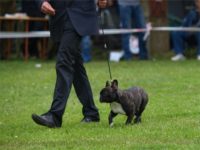 Staffordshire Bull Terrier