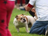 Staffordshire Bull Terrier