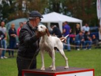 Staffordshire Bull Terrier