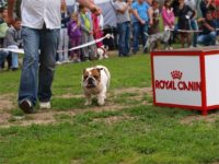 Staffordshire Bull Terrier