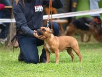 Staffordshire Bull Terrier