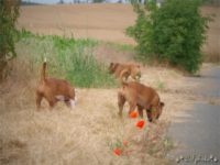 Staffordshire Bull Terrier