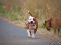 Staffordshire Bull Terrier