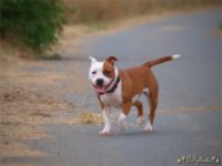 Staffordshire Bull Terrier