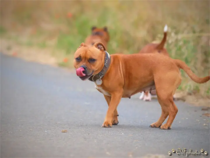 Staffordshire Bull Terrier