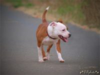 Staffordshire Bull Terrier