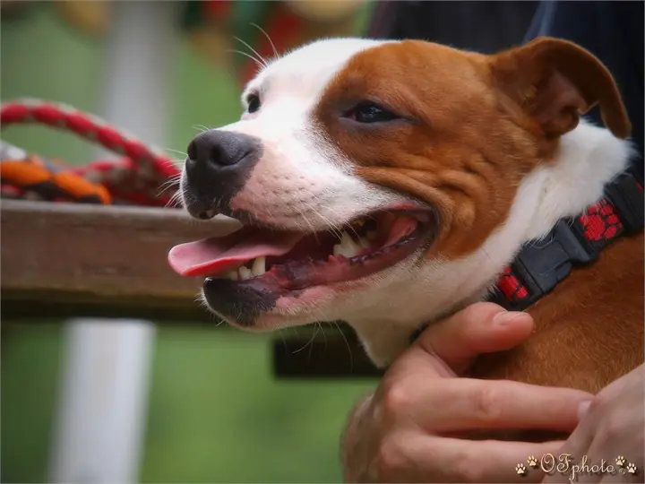 Staffordshire Bull Terrier