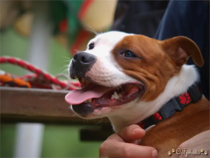 Staffordshire Bull Terrier