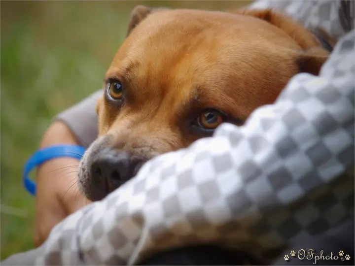 Staffordshire Bull Terrier