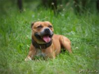 Staffordshire Bull Terrier