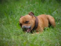 Staffordshire Bull Terrier