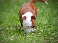 Staffordshire Bull Terrier