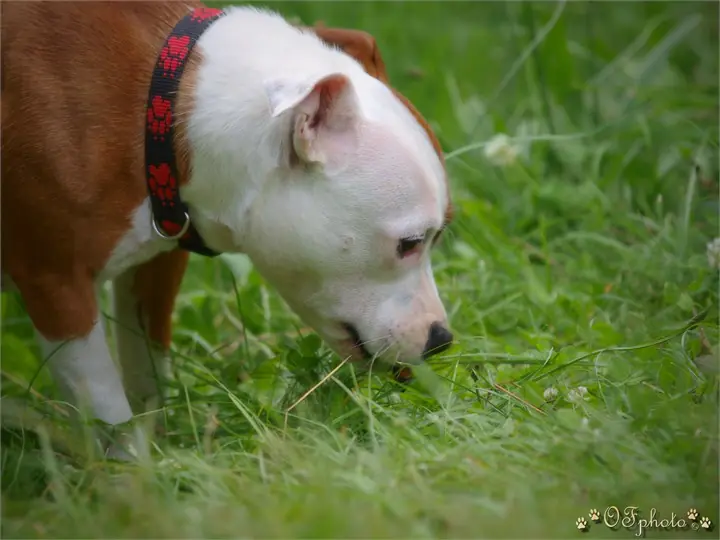 Staffordshire Bull Terrier