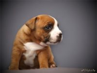 Staffordshire Bull Terrier – vrh F 