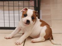 Staffordshire bull terrier - Vrh E