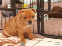 Staffordshire bull terrier - Vrh E