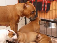 Staffordshire bull terrier - Vrh E