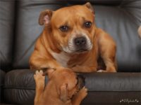 Staffordshire bull terrier - Vrh E