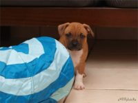 Staffordshire bull terrier - Vrh E