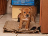 Staffordshire bull terrier - Vrh E