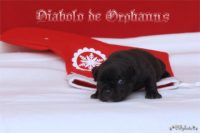 Staffordshire Bull Terrier - litter D