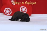 Staffordshire Bull Terrier - litter D