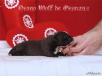 Staffordshire Bull Terrier - litter D