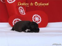 Staffordshire Bull Terrier - litter D