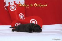 Staffordshire Bull Terrier - litter D