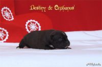 Staffordshire Bull Terrier - litter D