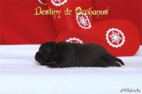 Staffordshire Bull Terrier - litter D