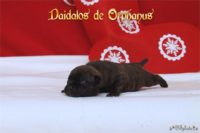 Staffordshire Bull Terrier - litter D