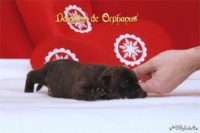 Staffordshire Bull Terrier - litter D