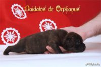 Staffordshire Bull Terrier - litter D