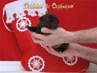 Staffordshire Bull Terrier - litter D