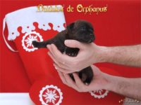 Staffordshire Bull Terrier - litter D