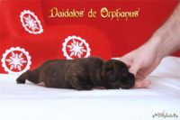 Staffordshire Bull Terrier - litter D